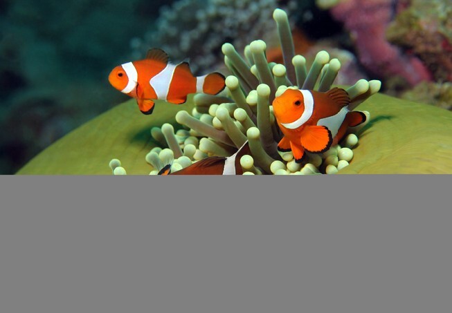 Three Western Clown Anemonefish in Anemone